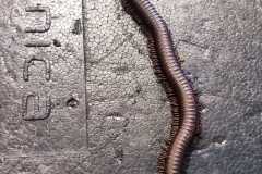 IMG-20240216-WA0125